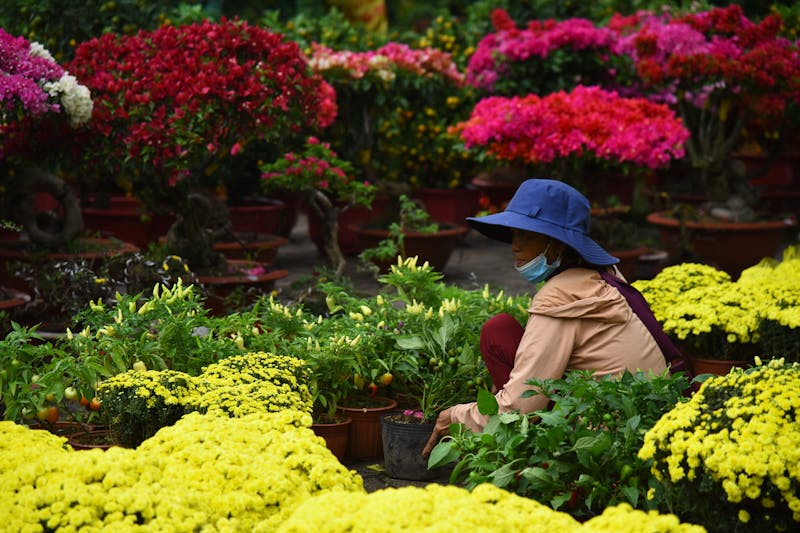 Fleurs saisonnières et plantes